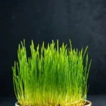 Health Benefits of Wheatgrass Juice